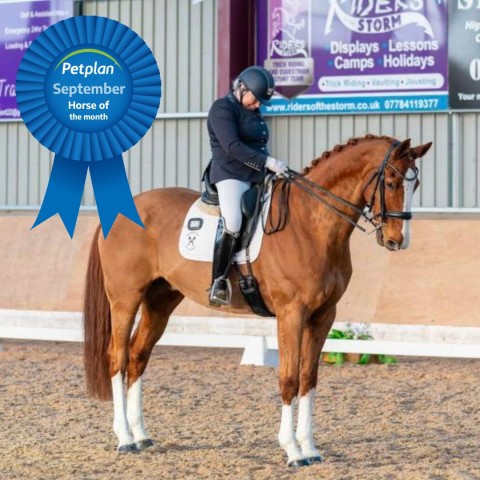 Forces Equine Member Shines: Lesley Wheatley and William Named Petplan’s September Horse of the Month